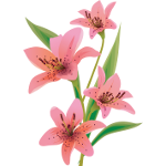 Pink lilies - Soldout