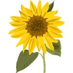 Sunflower - Soldout