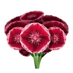 Carnations - Soldout