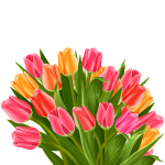 Special tulips - Soldout