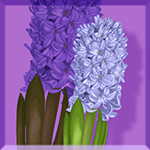 Hyacinth Clan
